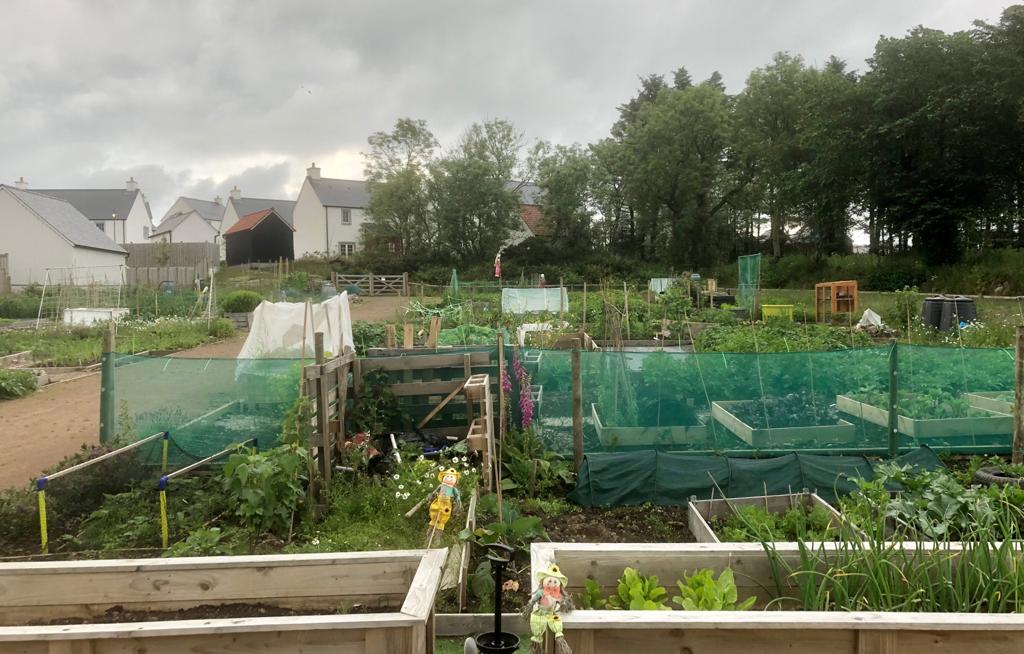 Gardening Tips from the Allotment Group