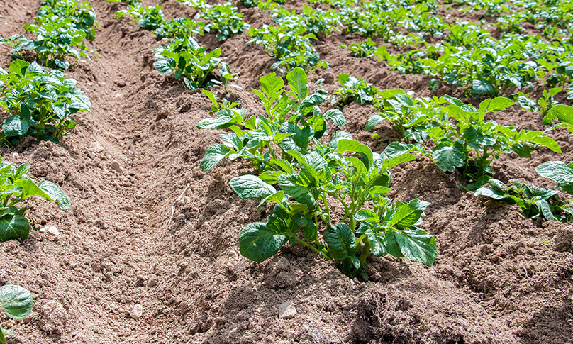 Potato Blight